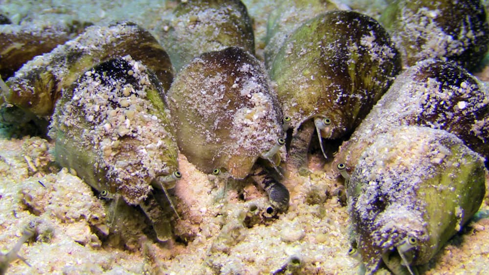 Group of Strawberry Conch (Conomurex luhuanus) feeding