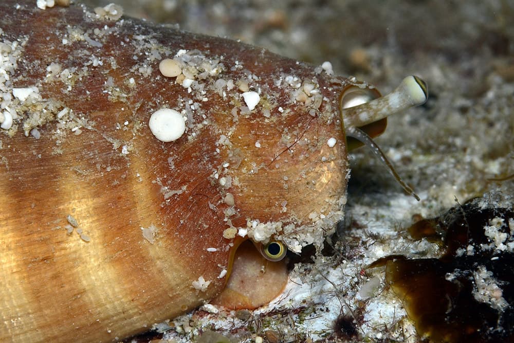 Strawberry Conch (Conomurex luhuanus)