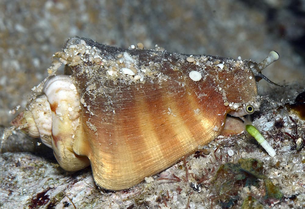 Strawberry Conch (Conomurex luhuanus)