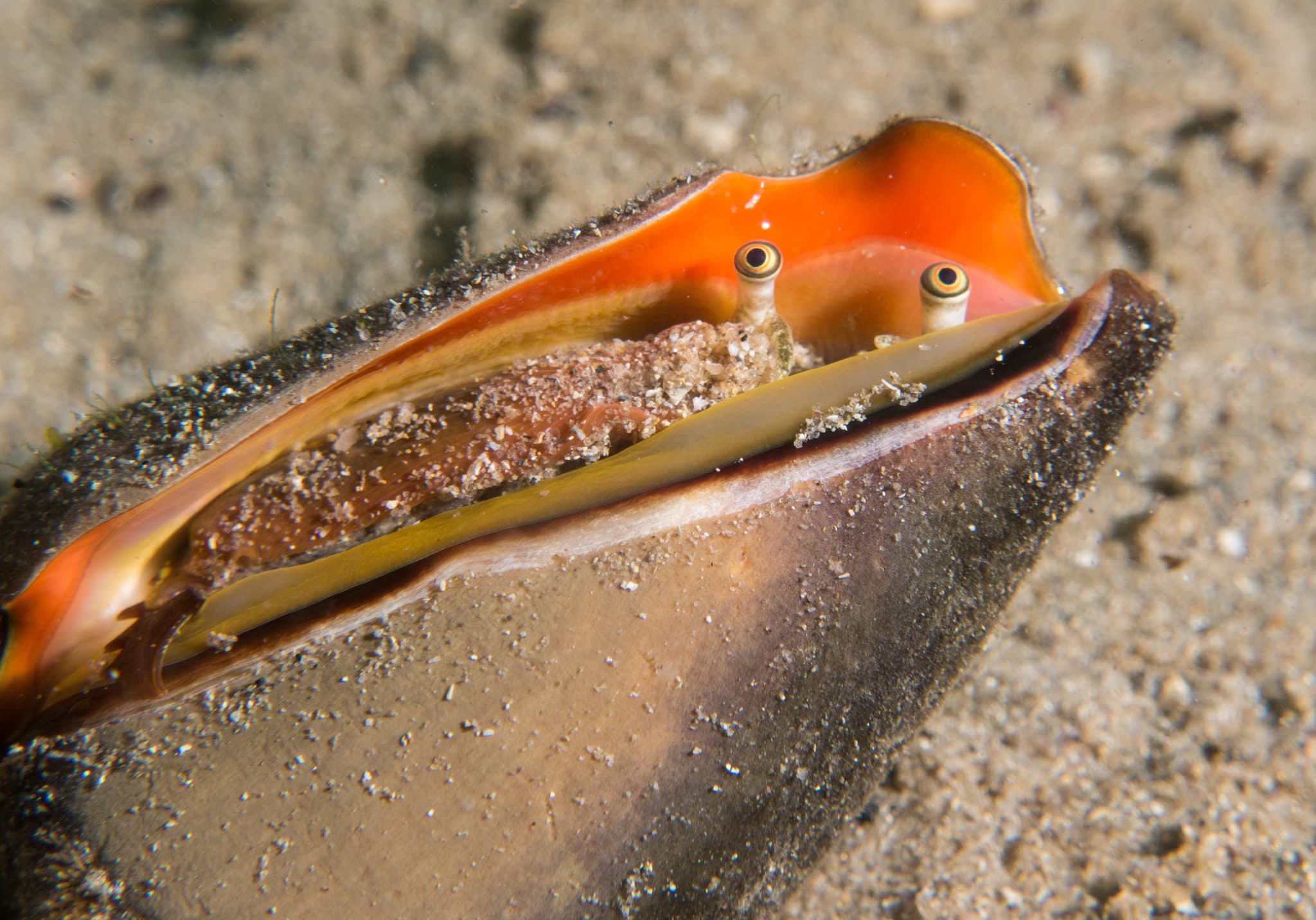 Strawberry Conch (Conomurex luhuanus)