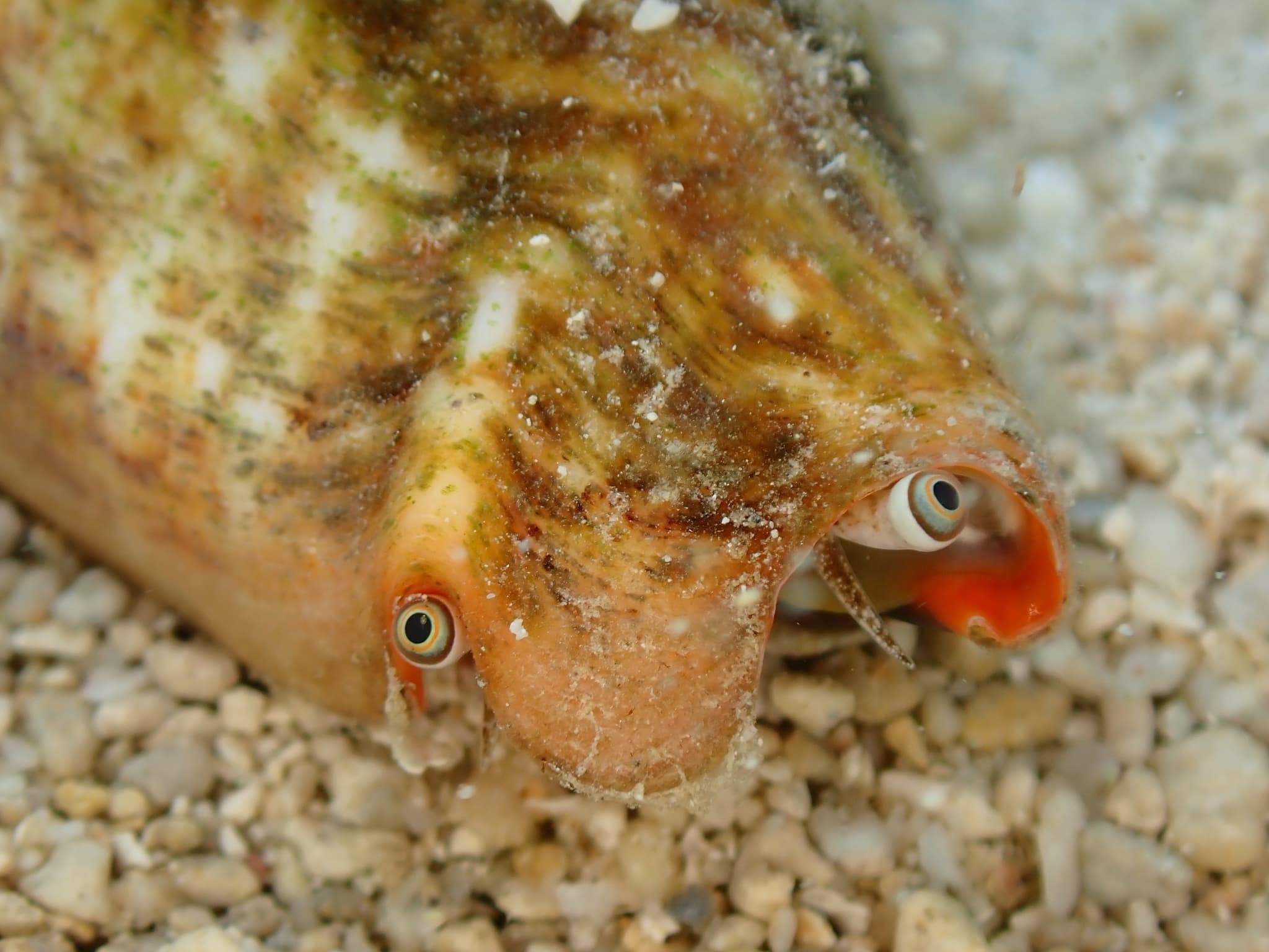 Strawberry Conch (Conomurex luhuanus) close-up