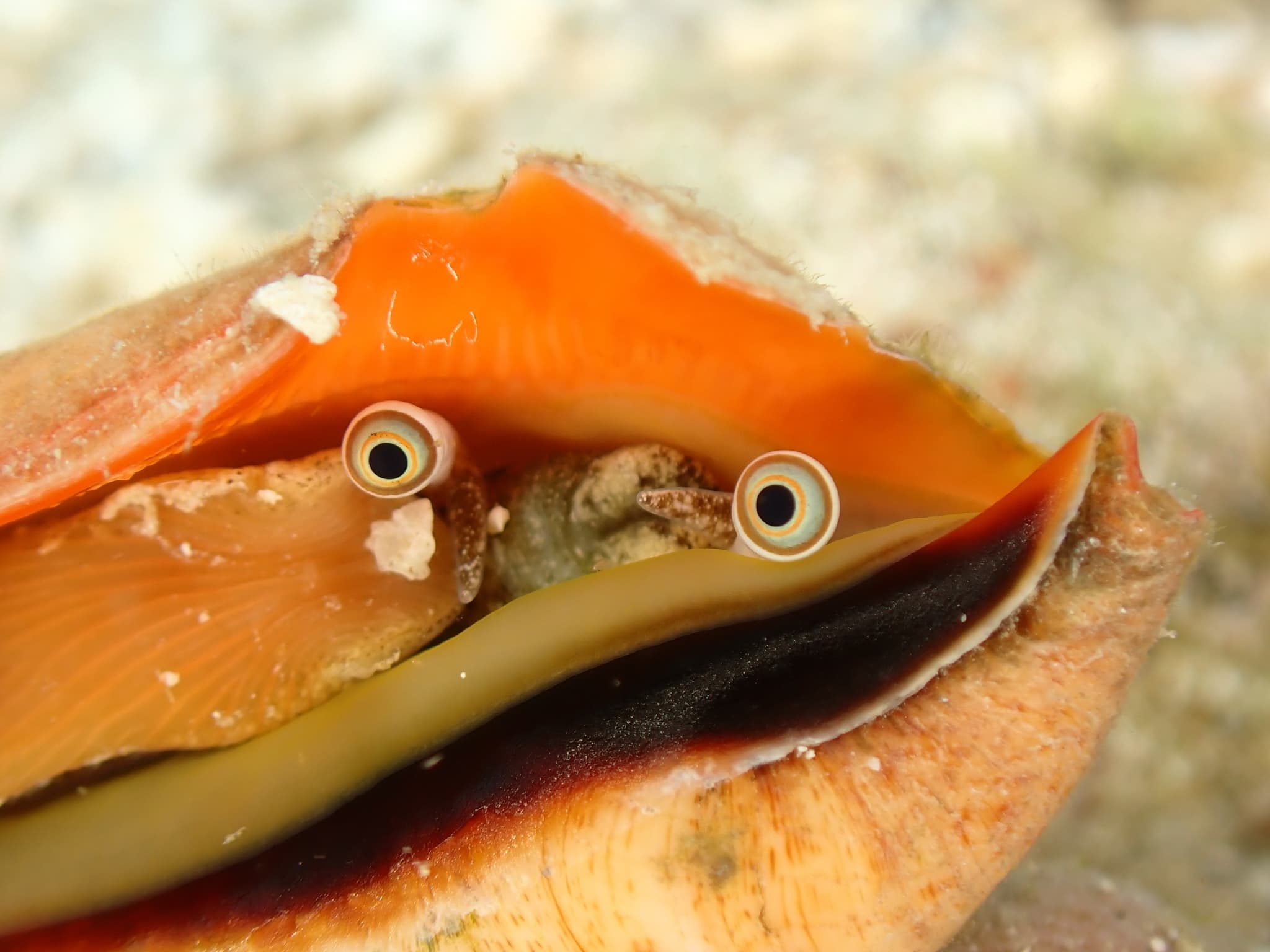 Strawberry Conch (Conomurex luhuanus) close-up