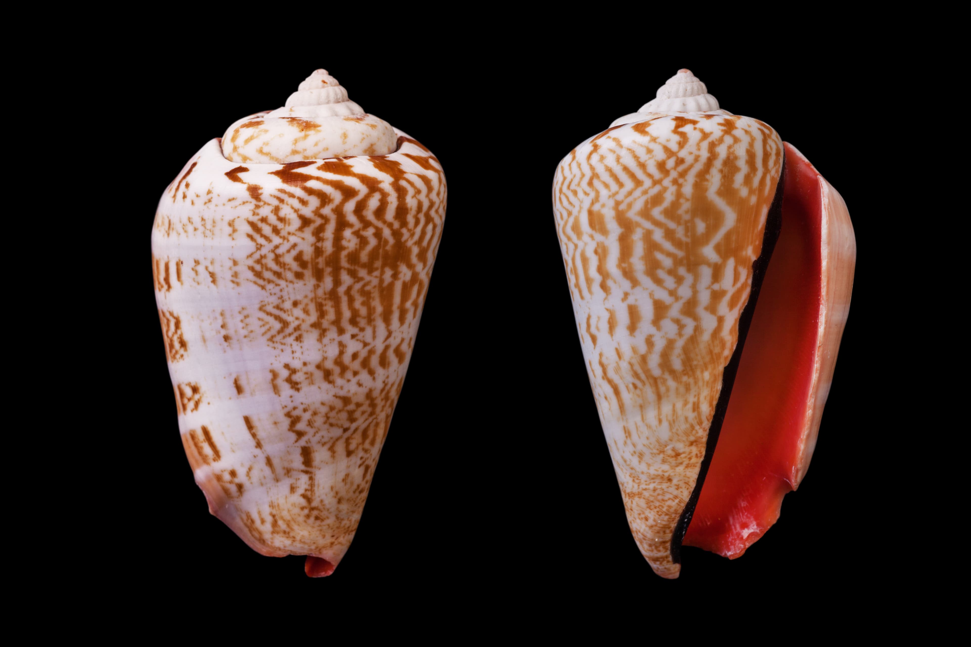 Strawberry Conch (Conomurex luhuanus) shells