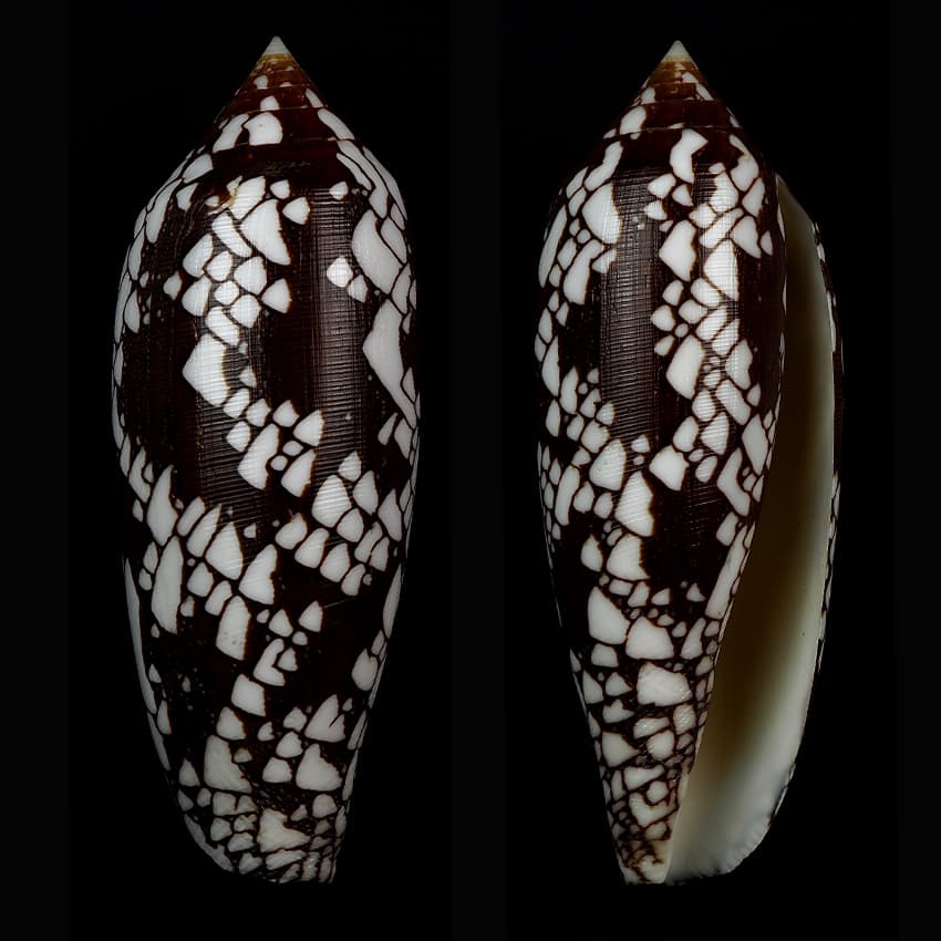 Princely Cone (Conus aulicus) shells