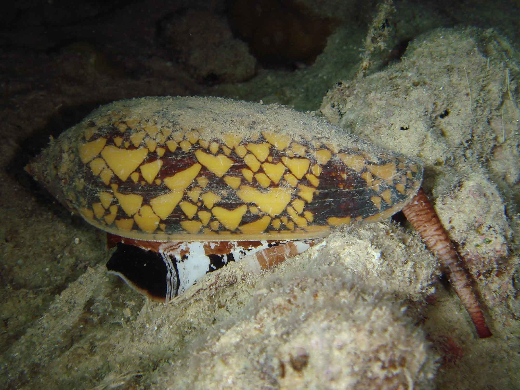 Princely Cone (Conus aulicus)