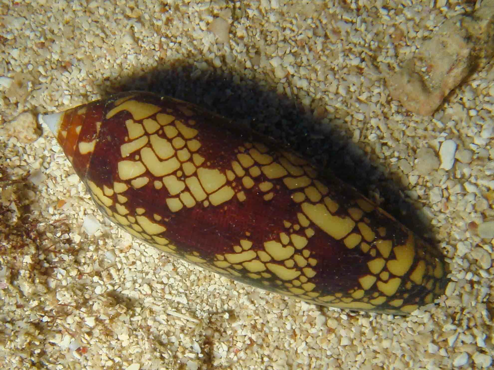 Princely Cone (Conus aulicus)