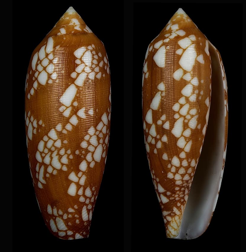 Princely Cone (Conus aulicus) shells