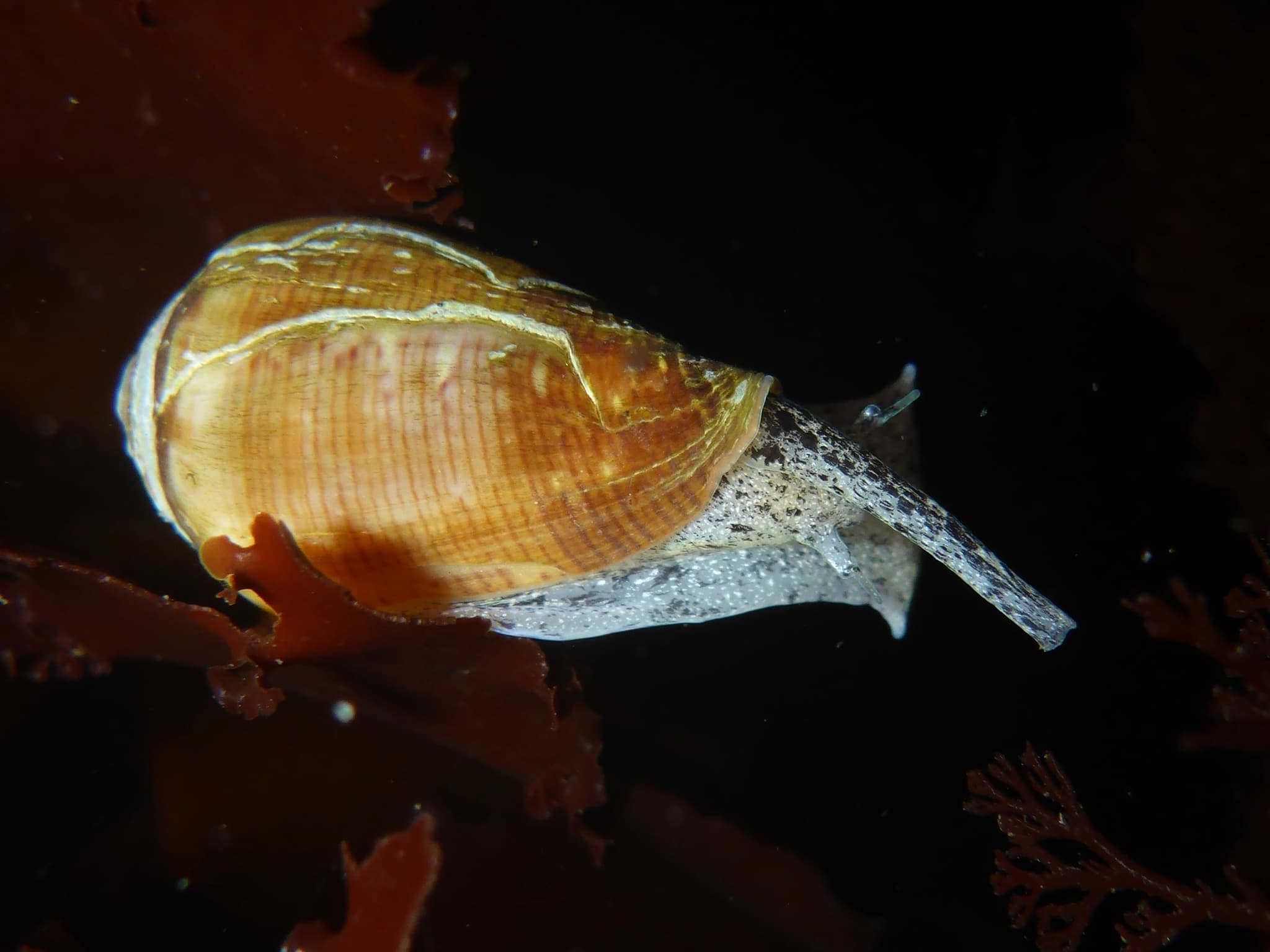 California Cone (Californiconus californicus)