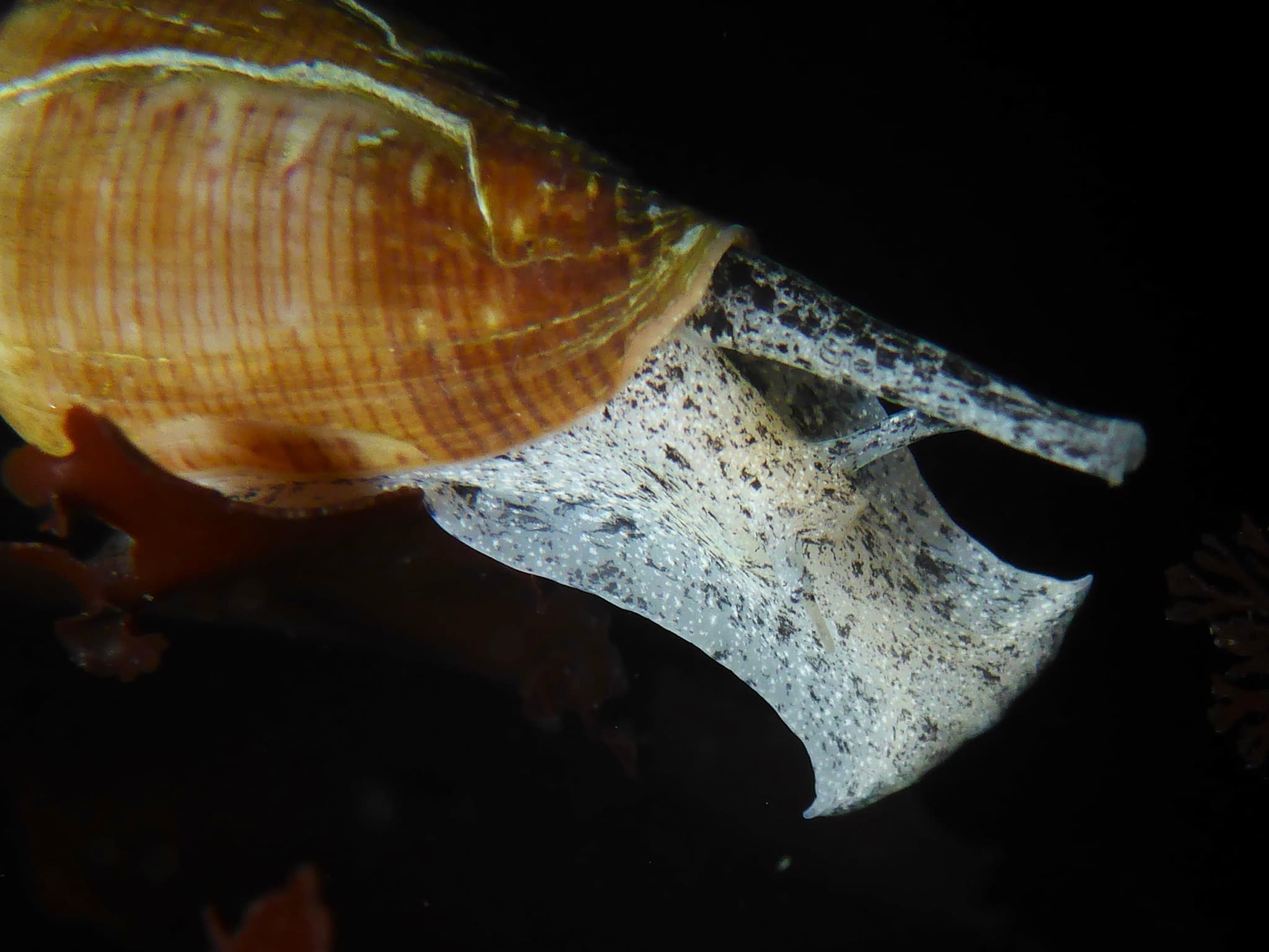 California Cone (Californiconus californicus) close-up