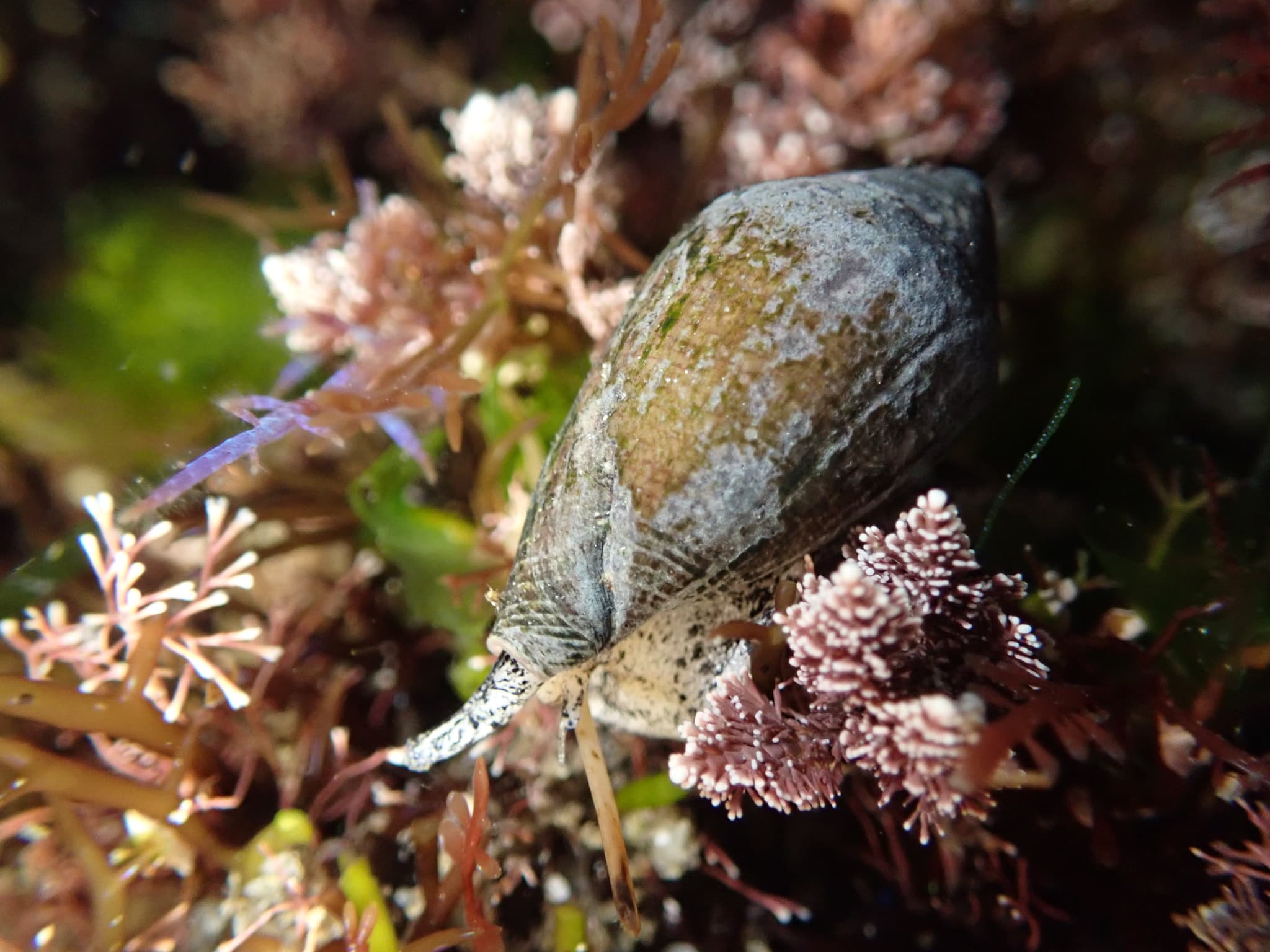 California Cone (Californiconus californicus)