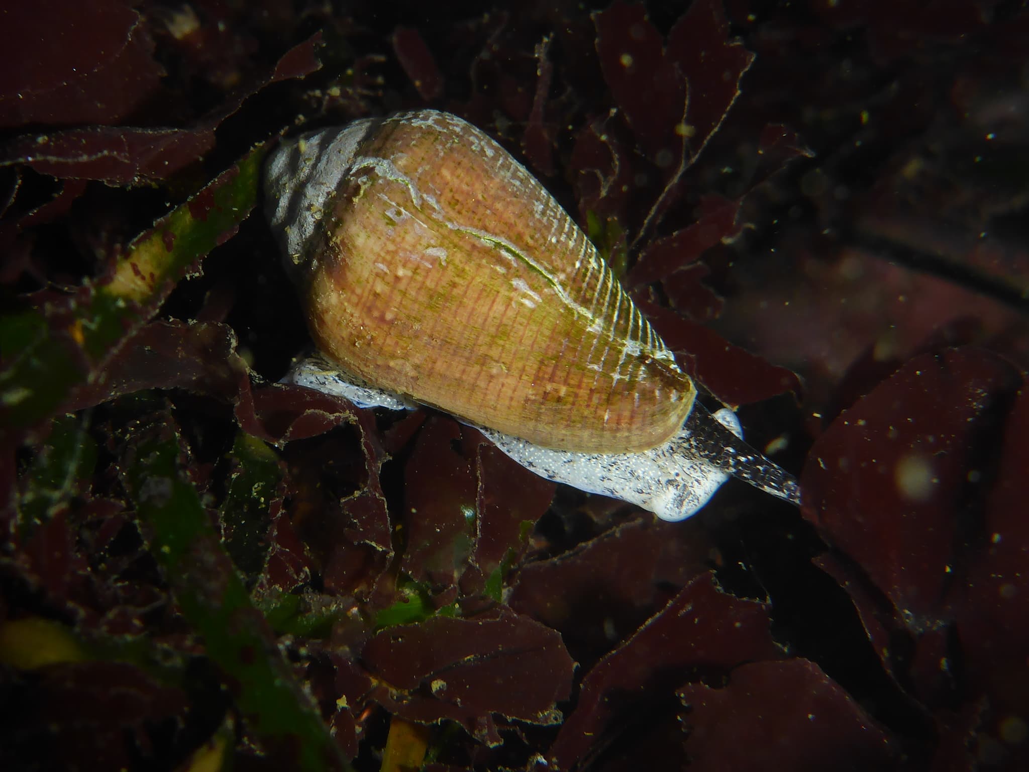 California Cone (Californiconus californicus)