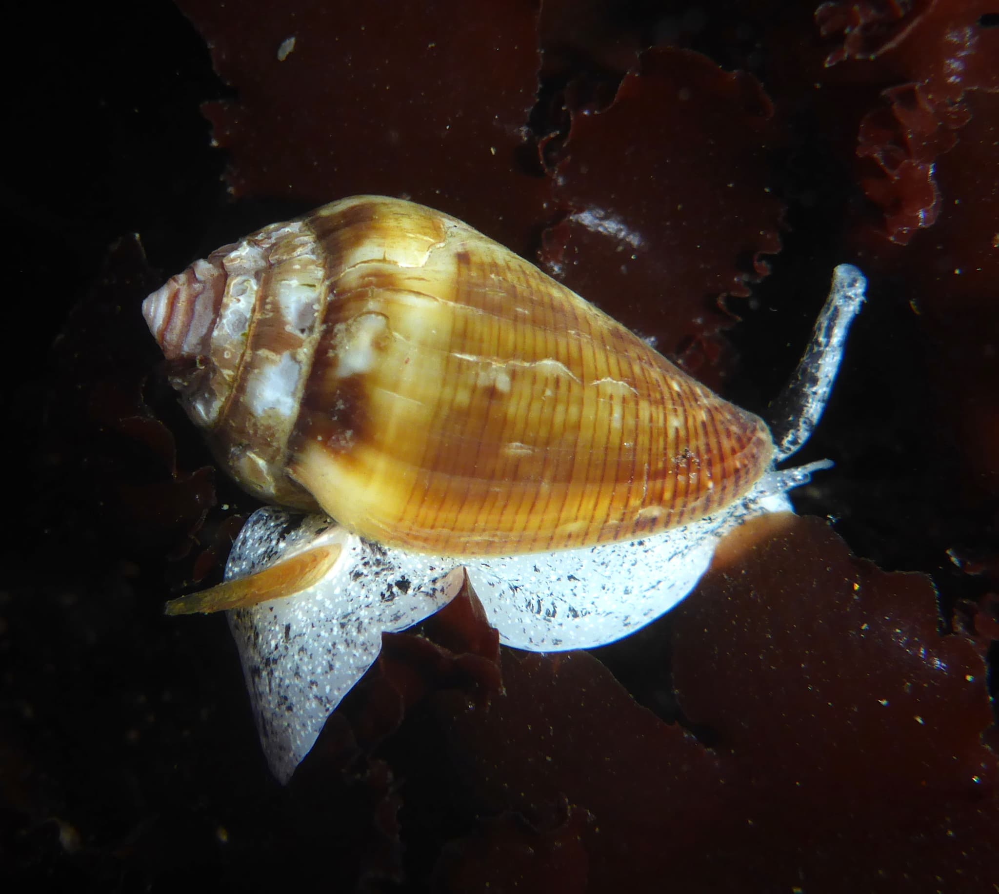 California Cone (Californiconus californicus)