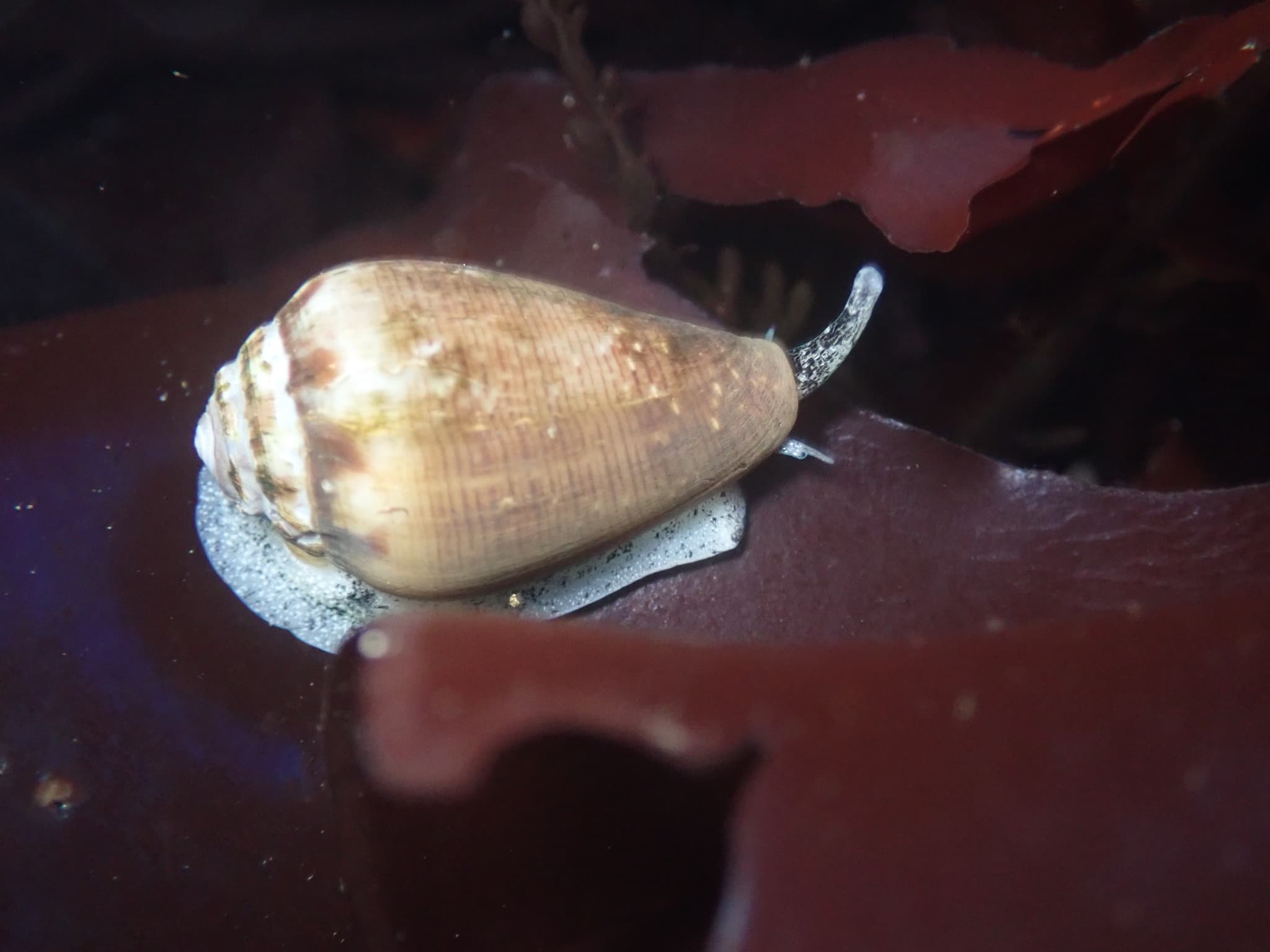 California Cone (Californiconus californicus)