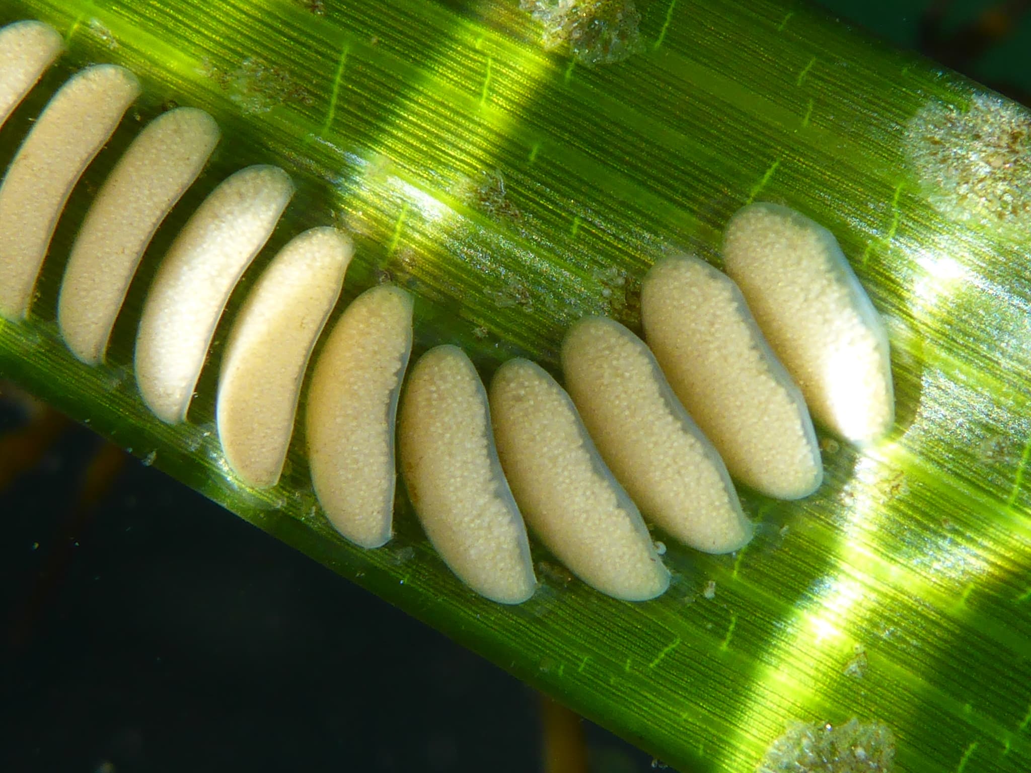 California Cone (Californiconus californicus) eggs