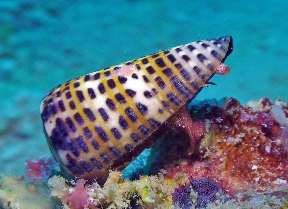 Lettered Cone (Conus litteratus)