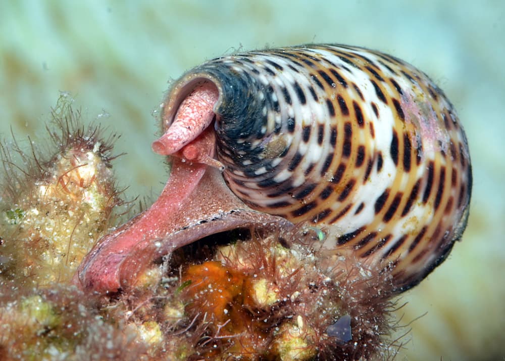 Lettered Cone (Conus litteratus)