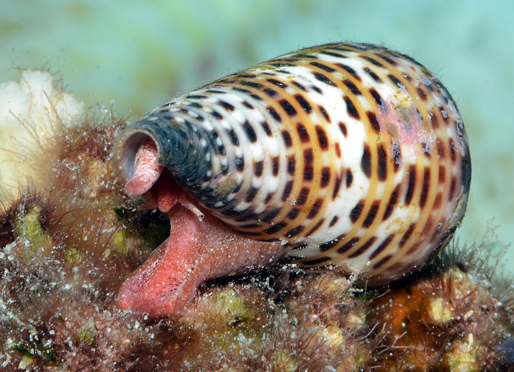 Lettered Cone (Conus litteratus)