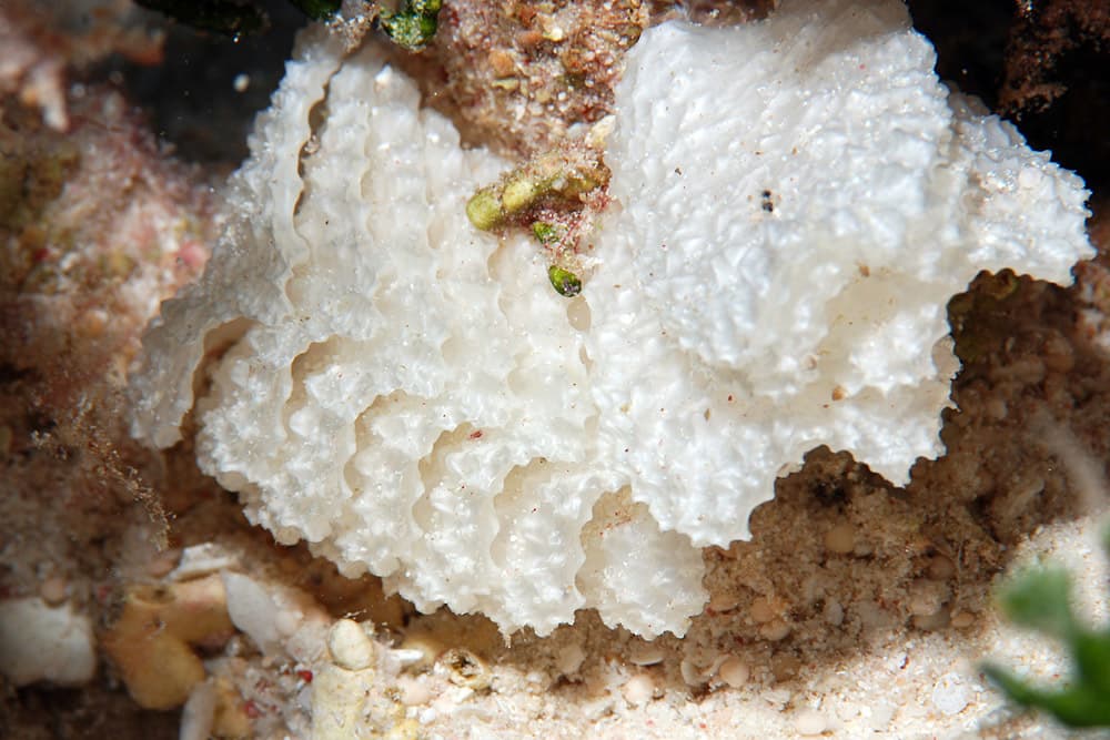 Lettered Cone (Conus litteratus) eggs