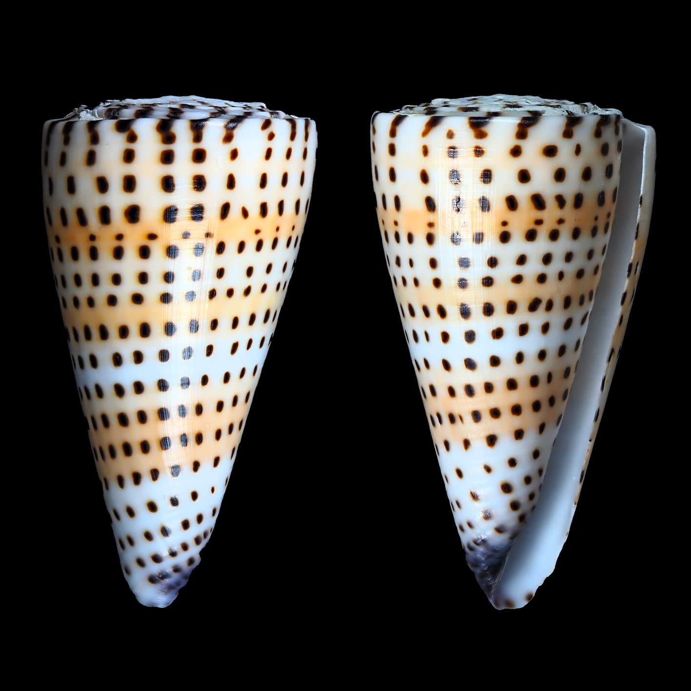 Lettered Cone (Conus litteratus) shells