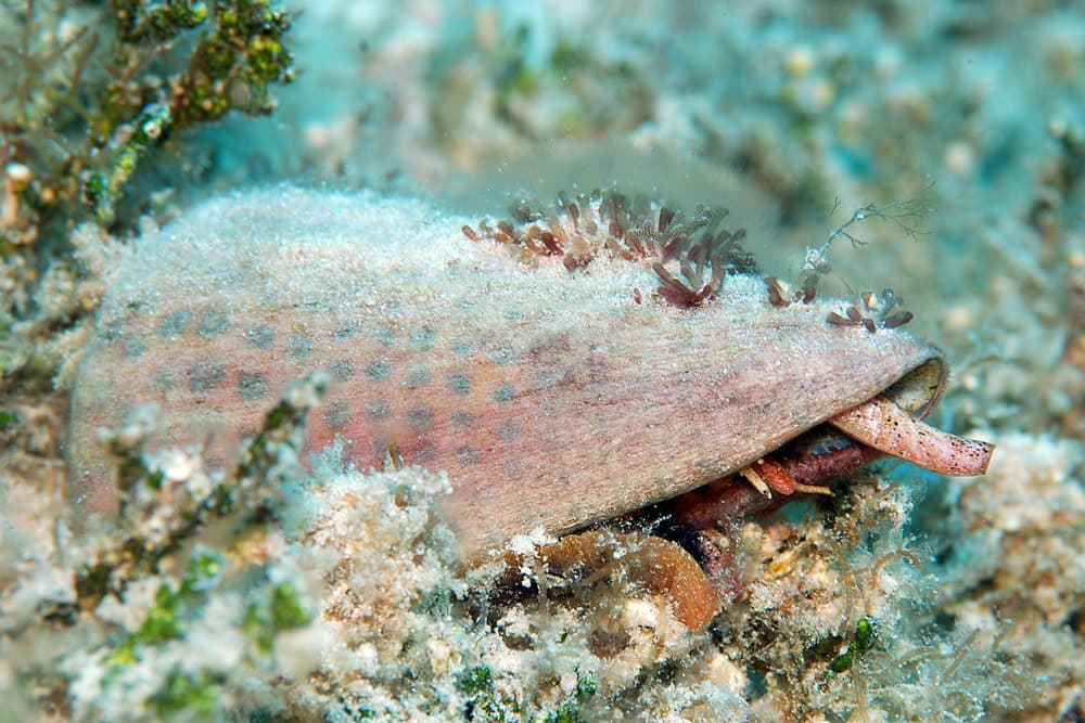 Lettered Cone (Conus litteratus)