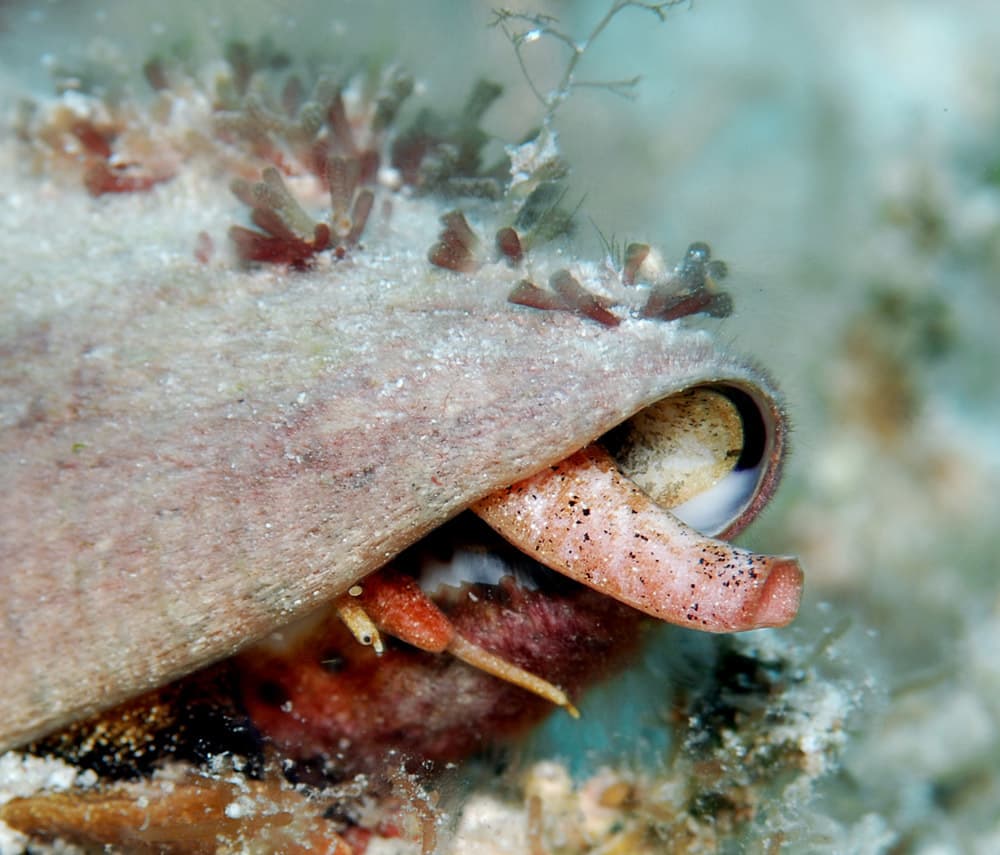 Lettered Cone (Conus litteratus) close-up