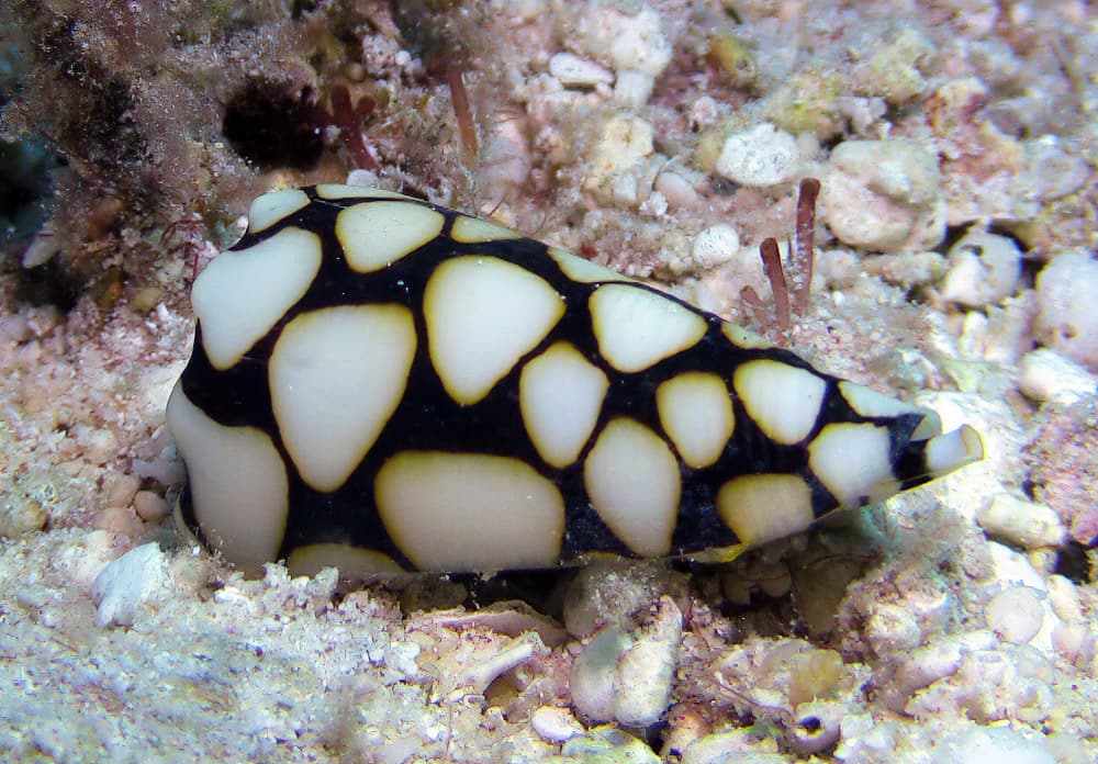 Marble Cone (Conus marmoreus)