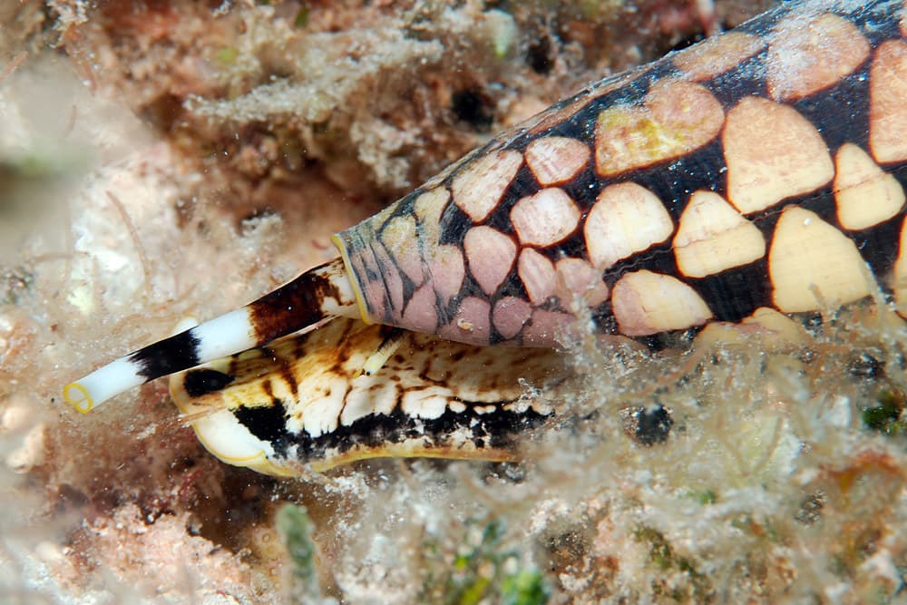 Marble Cone (Conus marmoreus)