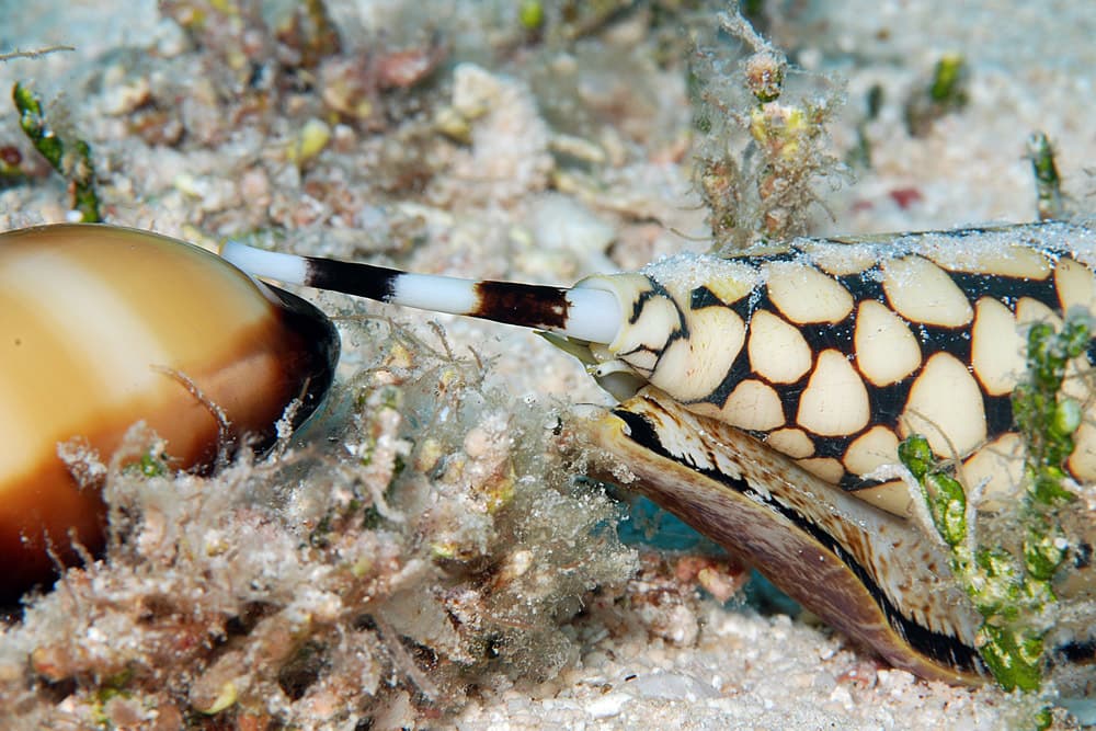 Marble Cone (Conus marmoreus)