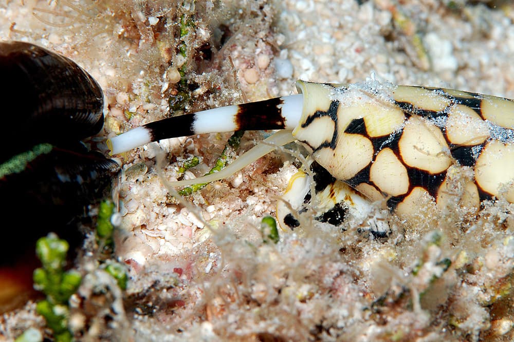 Marble Cone (Conus marmoreus)