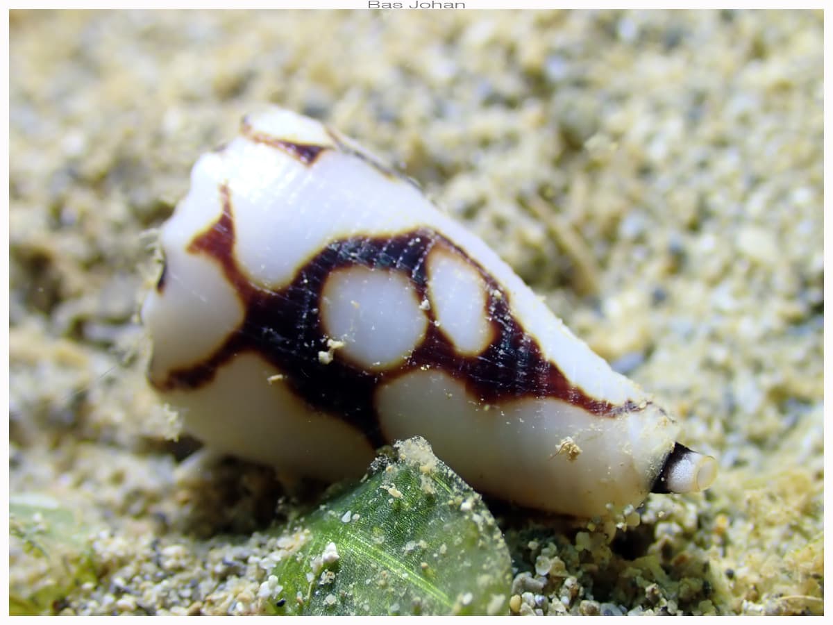 Marble Cone (Conus marmoreus)