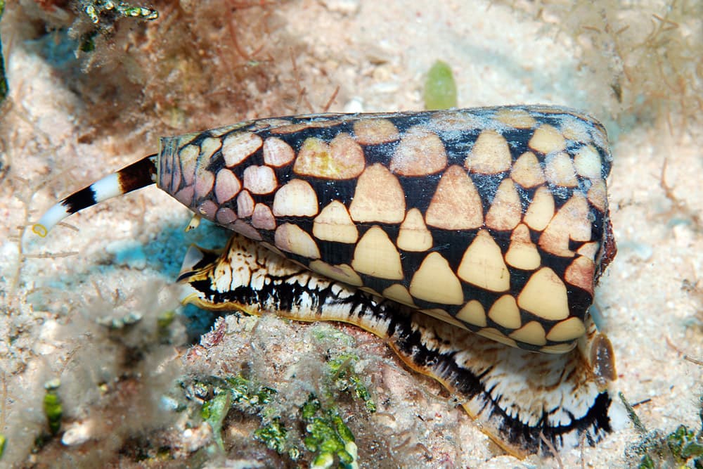 Marble Cone (Conus marmoreus)