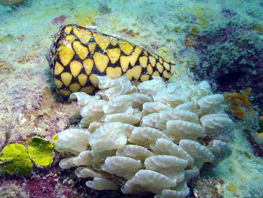 Marble Cone (Conus marmoreus) with eggs