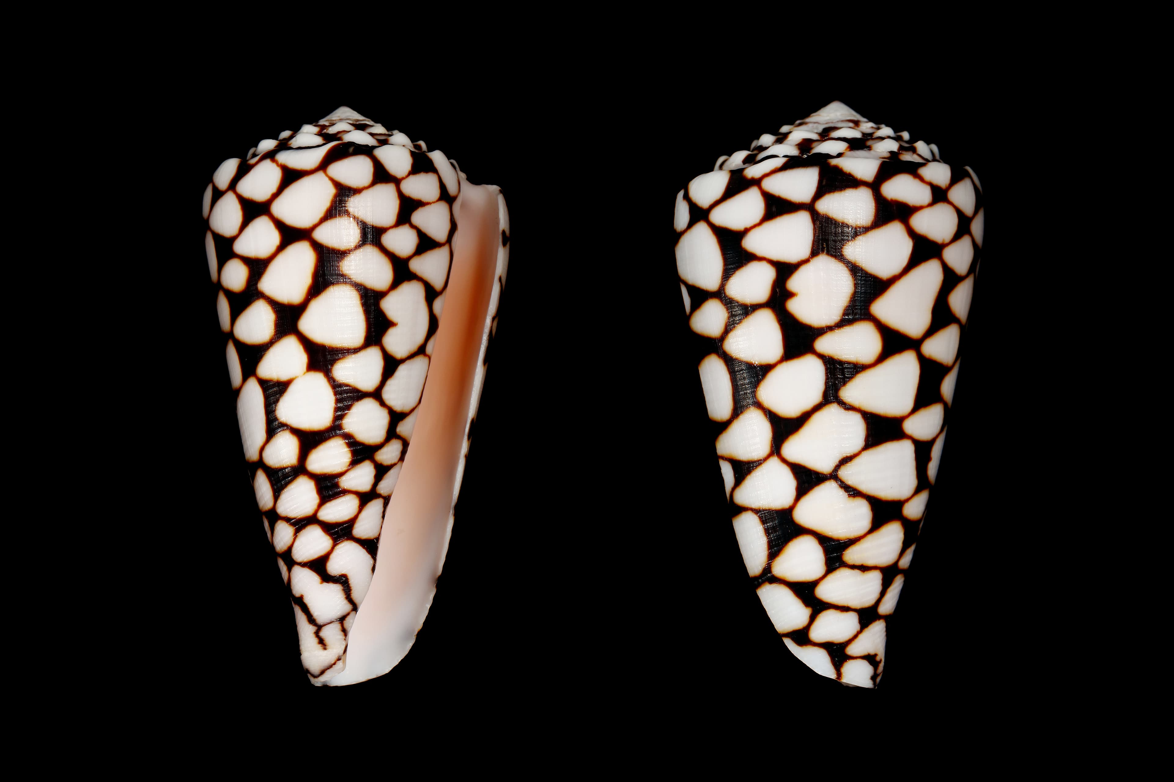 Marble Cone (Conus marmoreus) shells