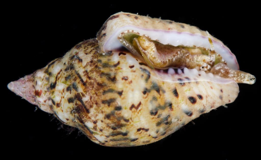 Dotted Dove Shell (Euplica scripta)