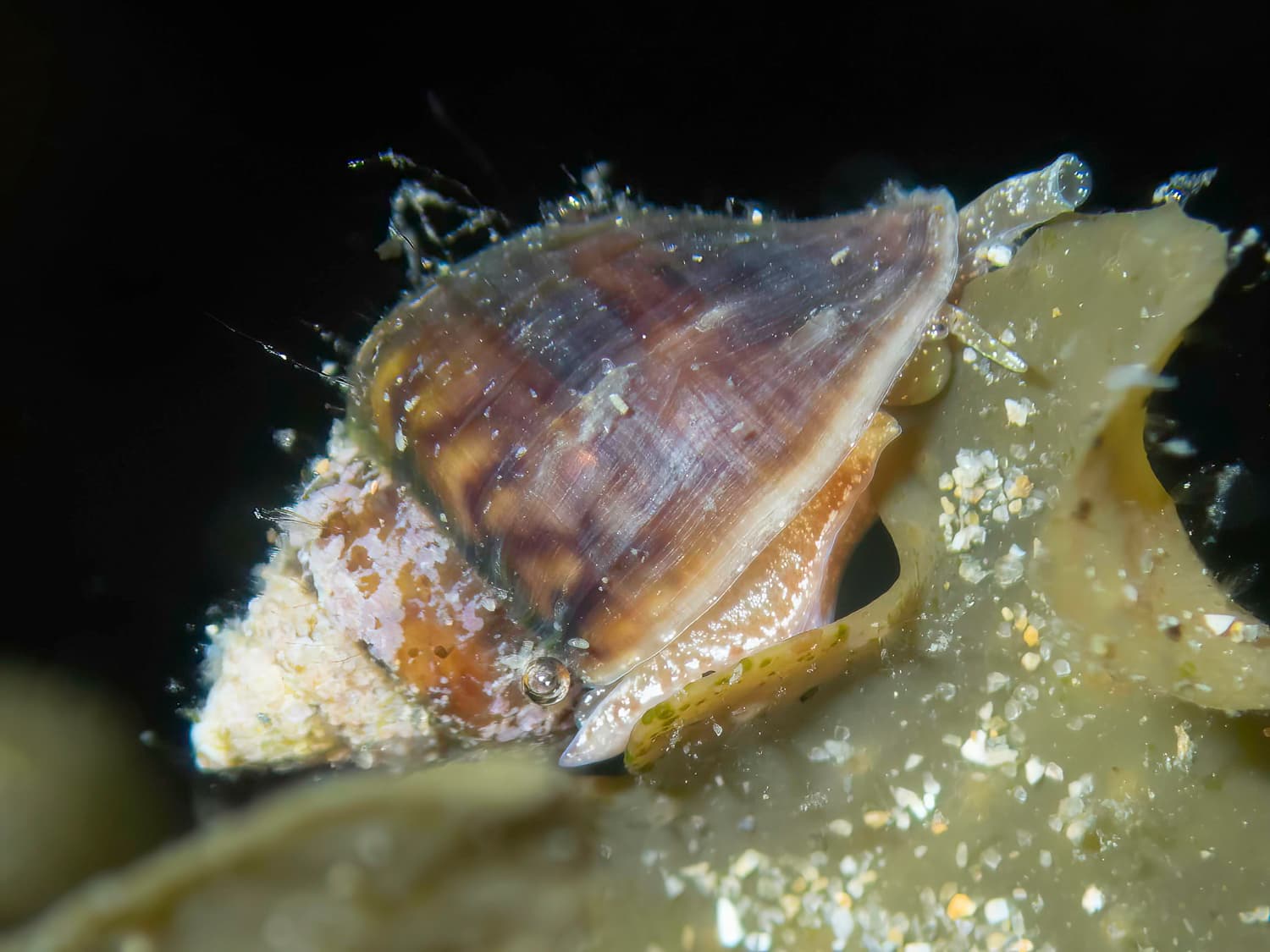 Dotted Dove Shell (Euplica scripta)