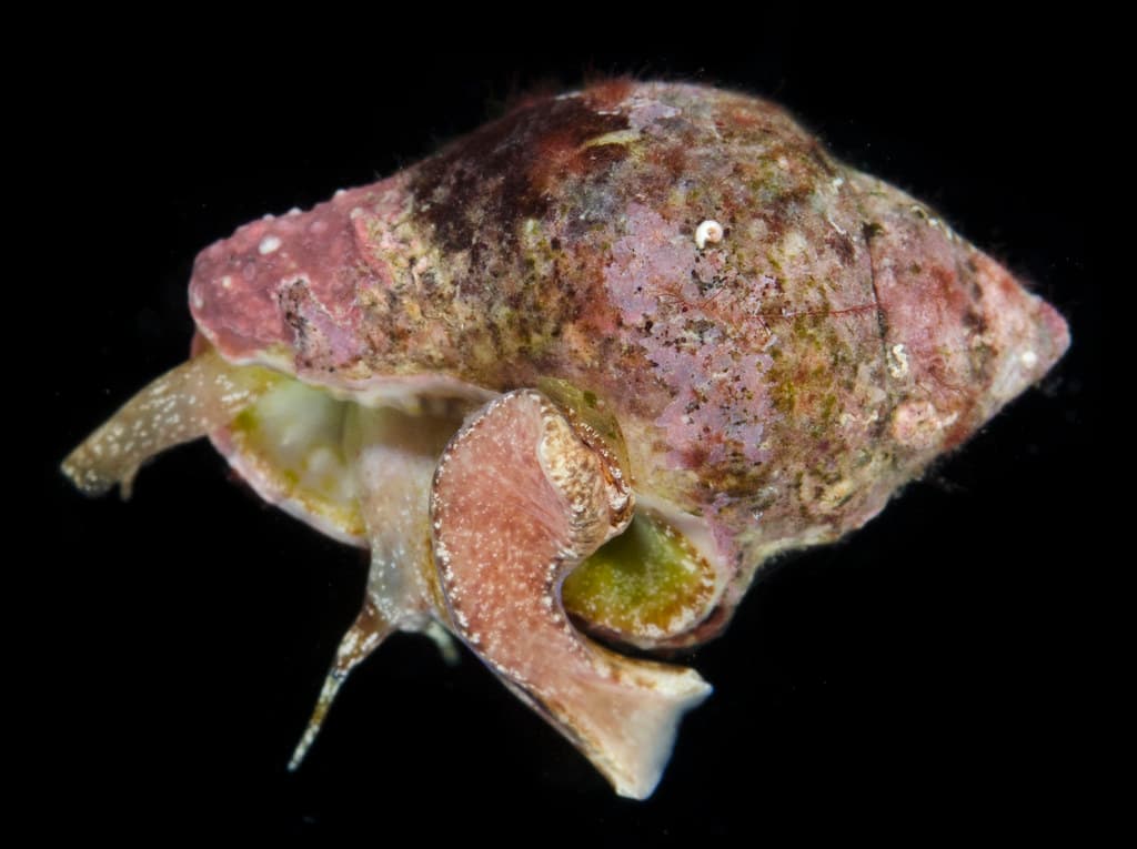 Dotted Dove Shell (Euplica scripta)