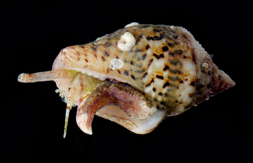 Dotted Dove Shell (Euplica scripta)