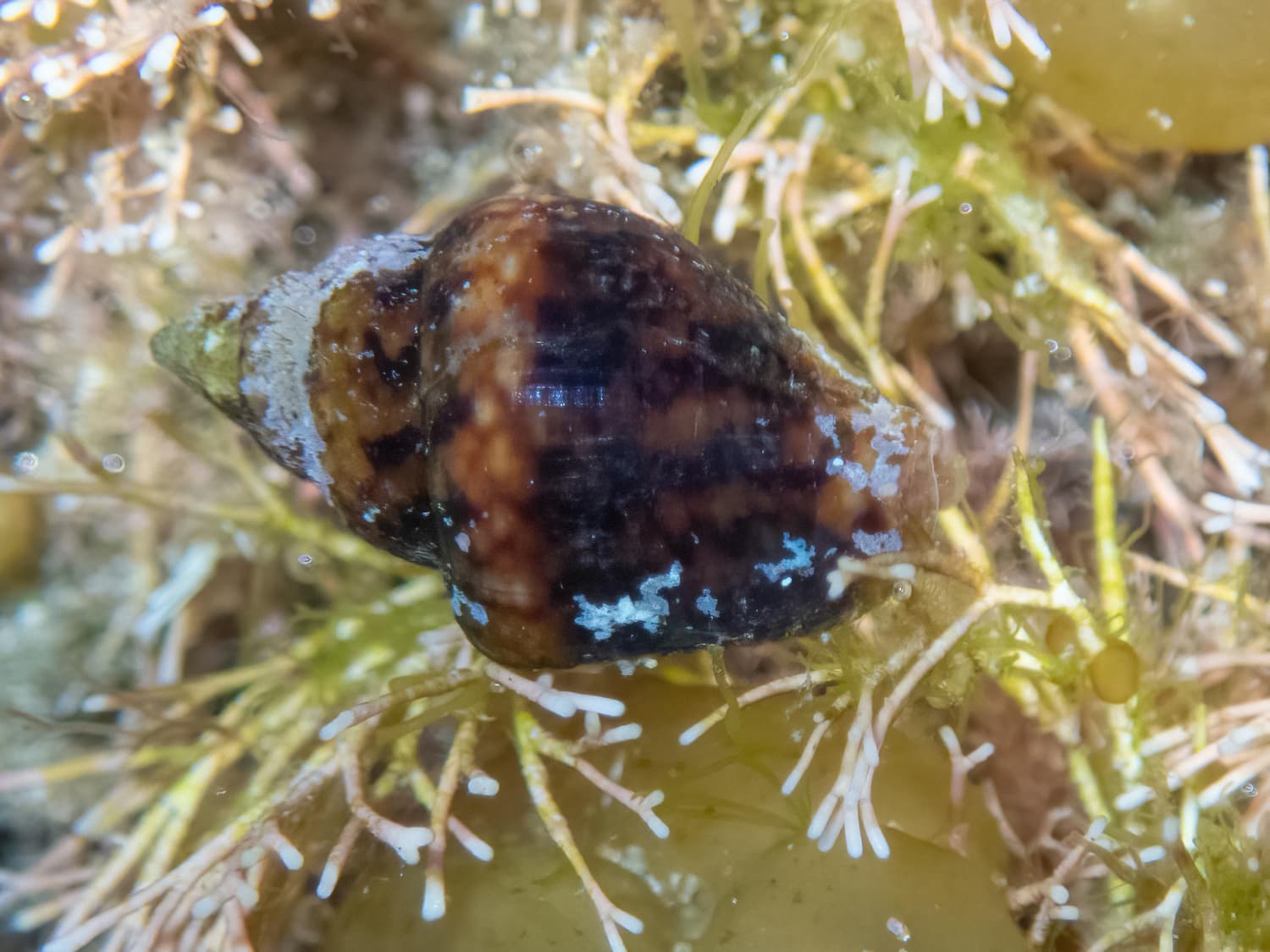 Dotted Dove Shell (Euplica scripta)