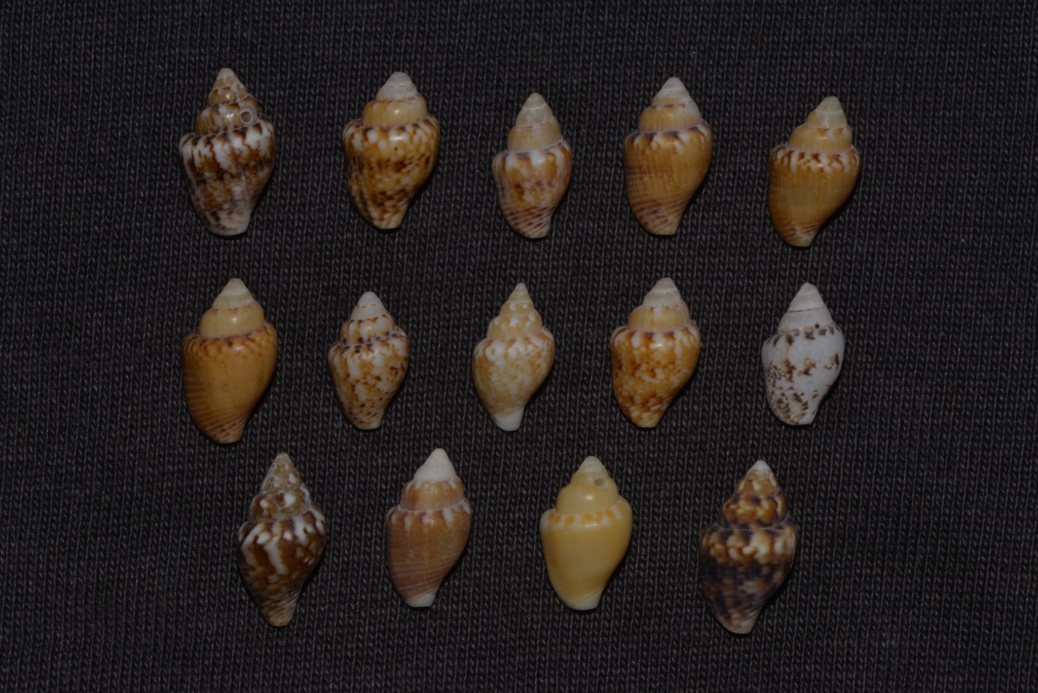 Dotted Dove Shell (Euplica scripta) various shells to show color variations