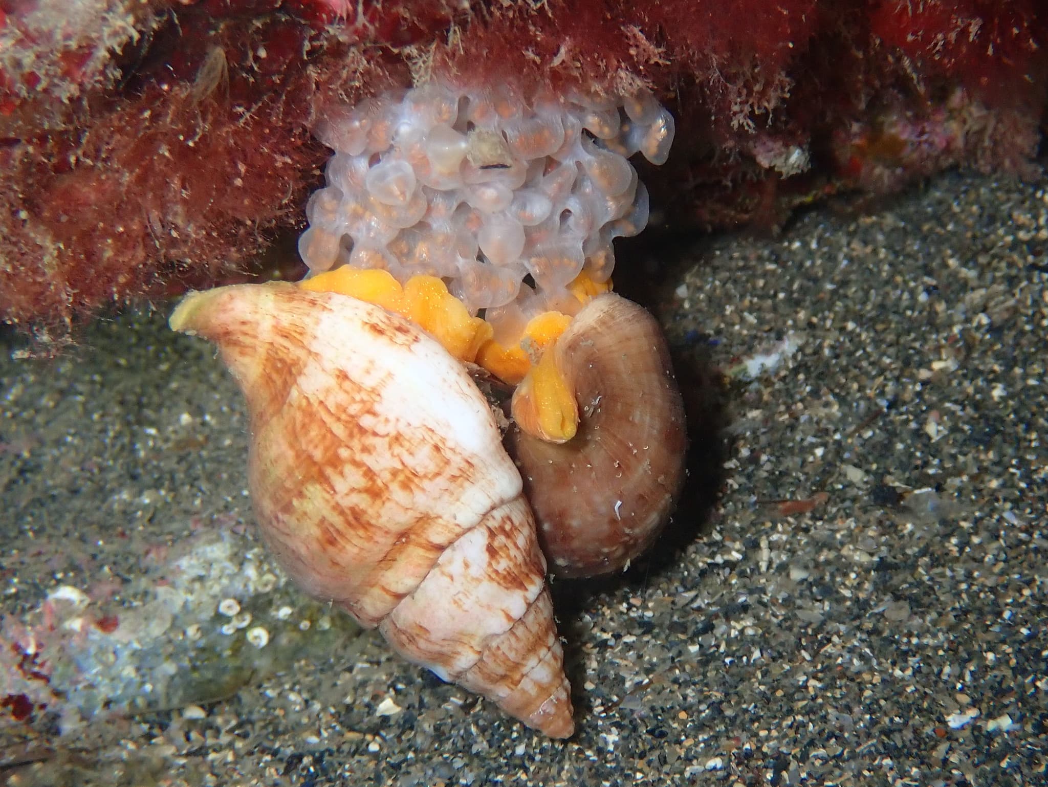 Spindle Euthria (Euthria cornea) with eggs