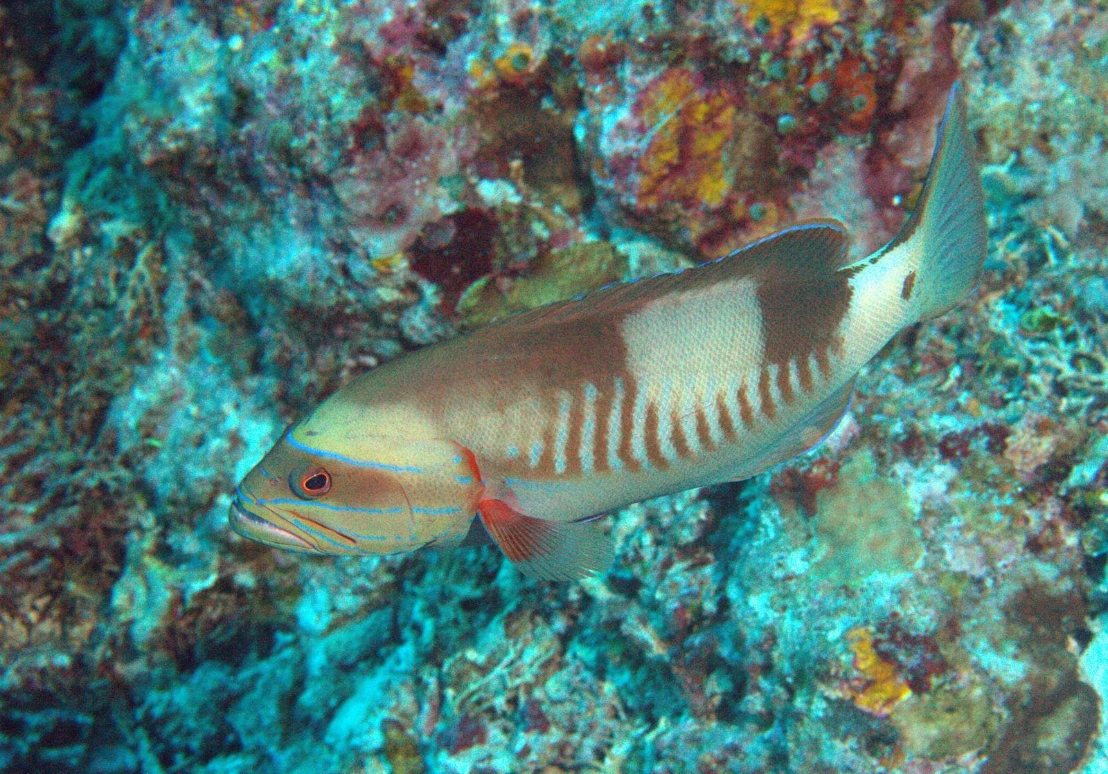 Masked Grouper (Gracila albomarginata)