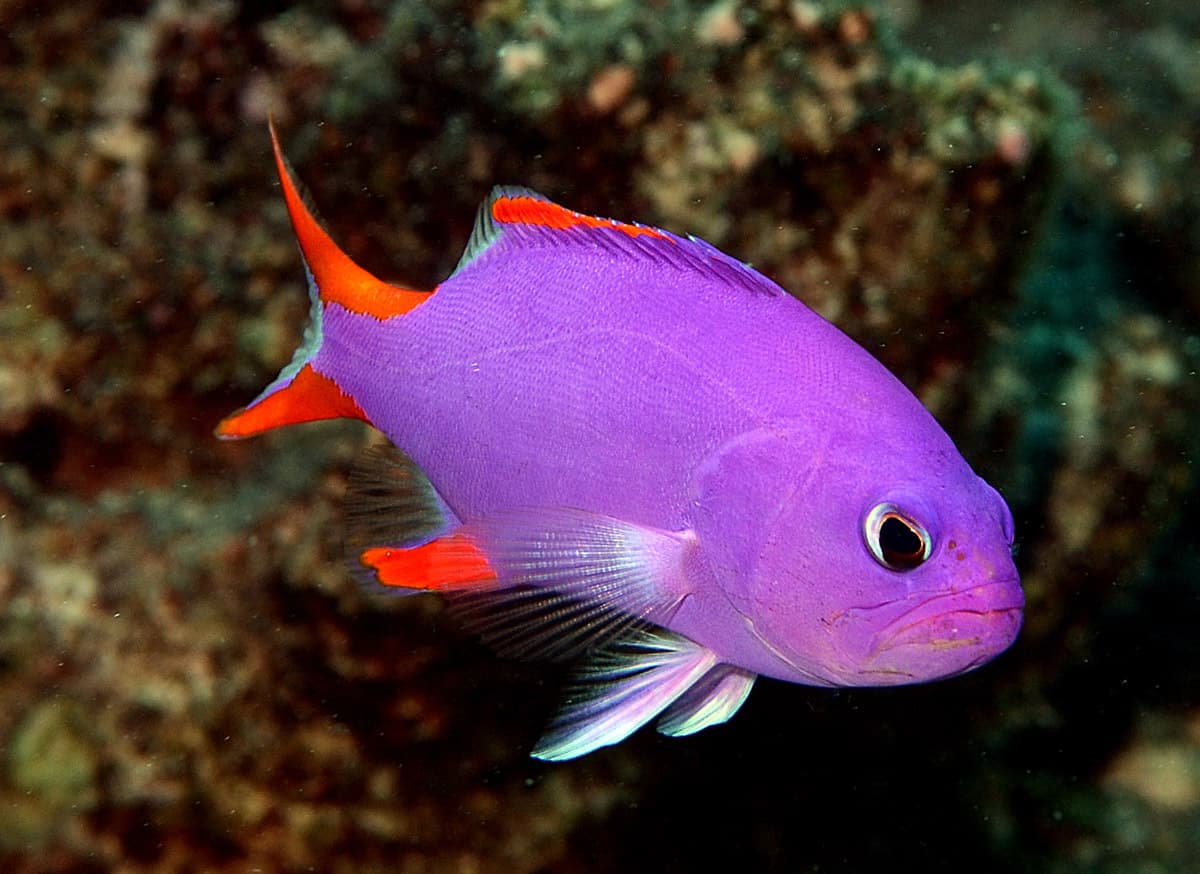 Juvenile Masked Grouper (Gracila albomarginata)