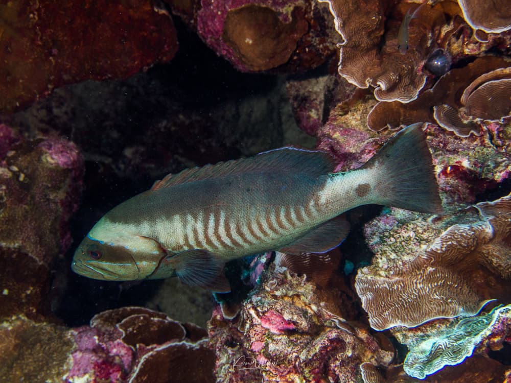 Masked Grouper (Gracila albomarginata)