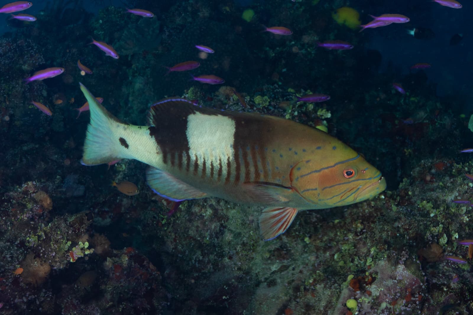 Masked Grouper (Gracila albomarginata)