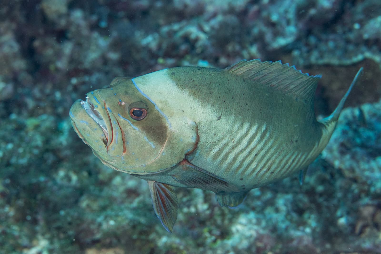 Masked Grouper (Gracila albomarginata)