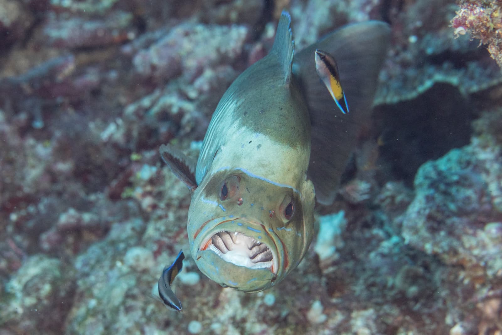 Masked Grouper (Gracila albomarginata)