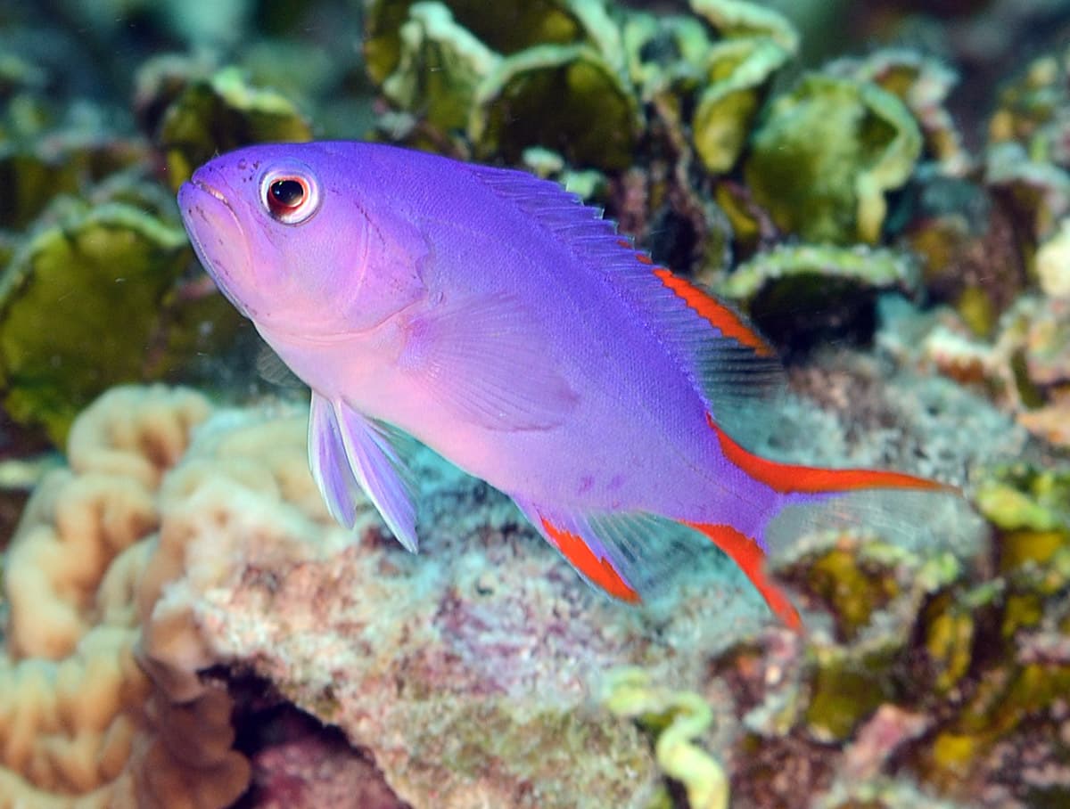 Juvenile Masked Grouper (Gracila albomarginata)