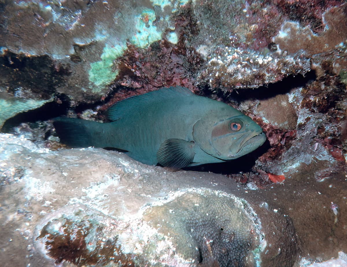 Masked Grouper (Gracila albomarginata)