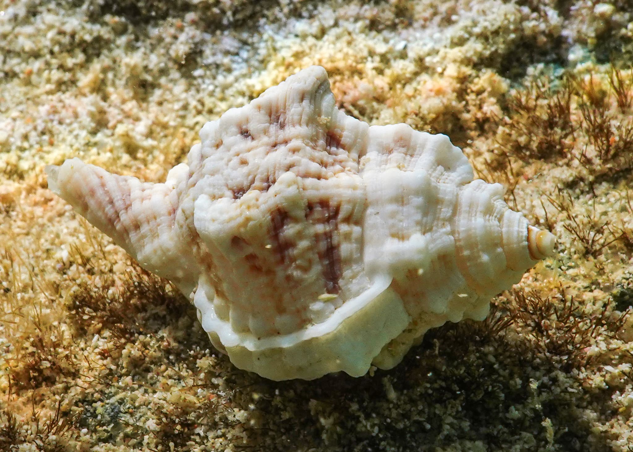 Knobbed Triton (Gutturnium muricinum)