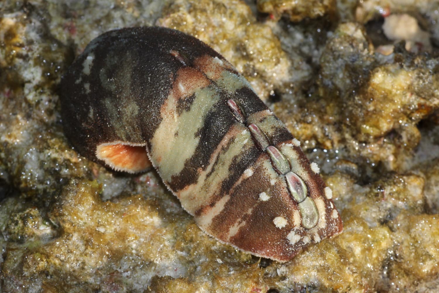 Burrow's Chiton (Cryptoplax larvaeformis)